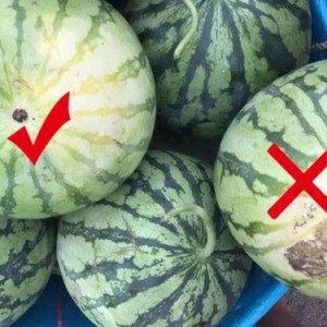 吃瓜网 黑瓜,吃瓜网独家爆料，带你走进神秘事件背后